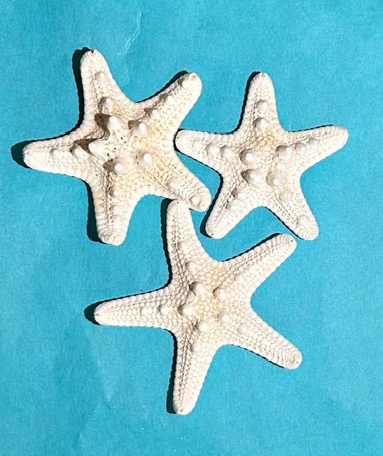 12 Inch Seaglass Christmas Tree Real Starfish with lights 